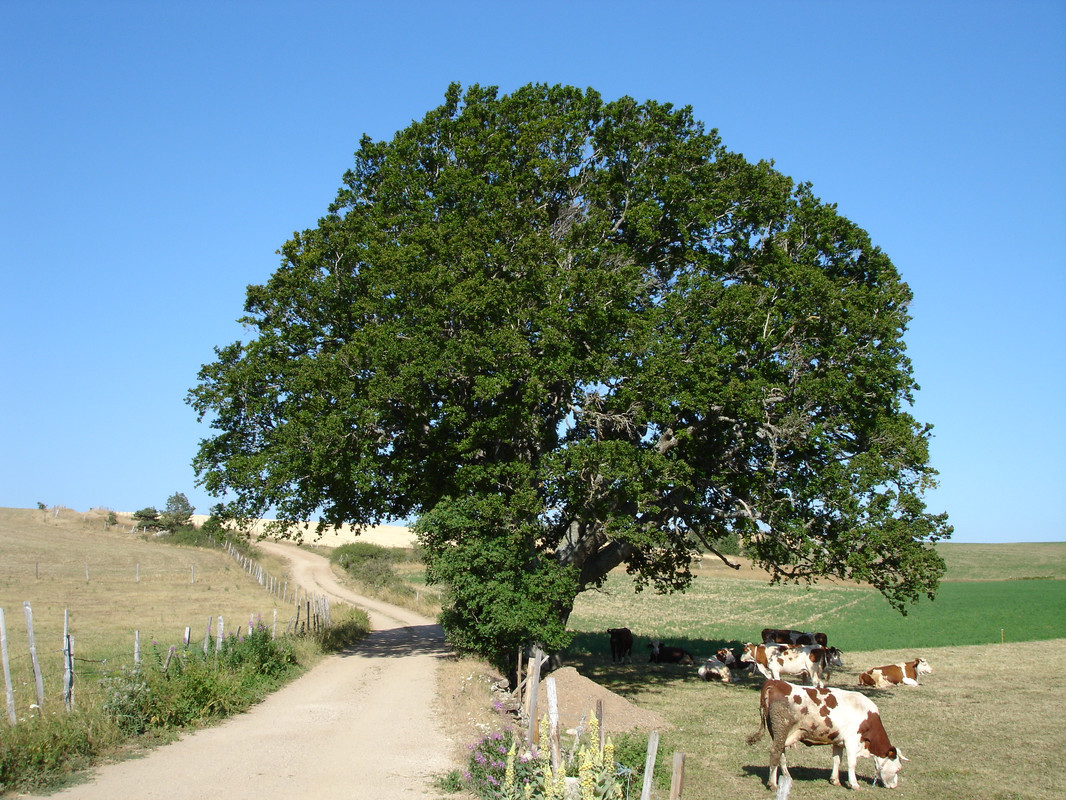 Arbre remarquable